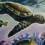 Honu Surf